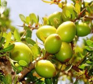 argan
